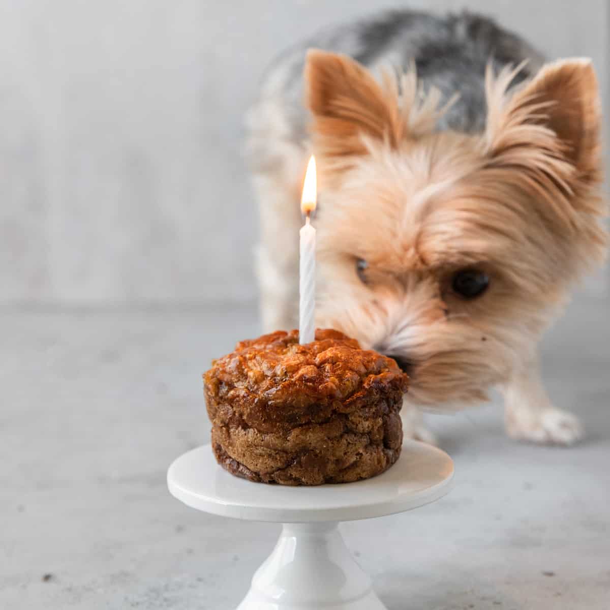 Canine Birthday Cake Recipe