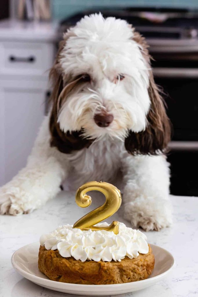 Canine Birthday Cake Recipe